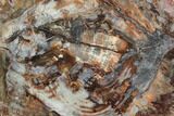 Colorful Petrified Wood (Araucaria) Round #102423-1